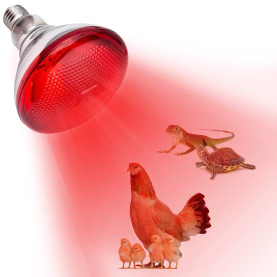 Chicken Heat Bulb